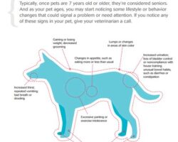 Understanding Your Dog’s Health: Recognizing Early Warning Signs