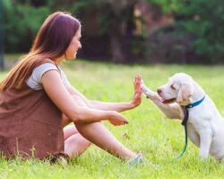 5 Essential Tips for Training Your Dog