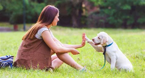 5 Essential Tips for Training Your Dog