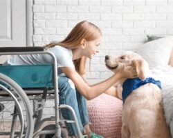 From Furry Friend to Therapy Dog: Unleashing the Healing Power of Pets