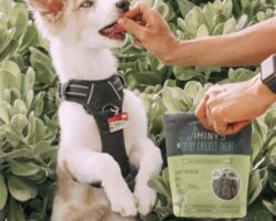 The Power of a Tasty Treat: Using Food as a Training Tool for Dogs