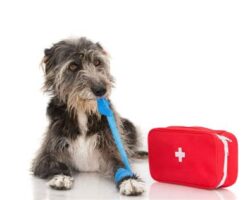 Emergency First Aid for Dogs: Handling Common Pet Accidents