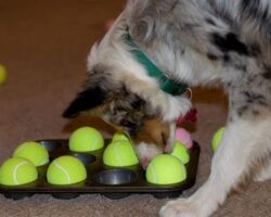 The Power of Play: Fun Activities to Engage Your Dog’s Mind and Body