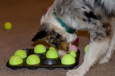 The Power of Play: Fun Activities to Engage Your Dog’s Mind and Body