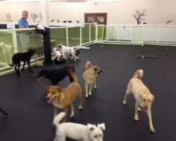 Why Every Dog Owner Should Consider Doggie Daycare