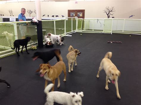 Why Every Dog Owner Should Consider Doggie Daycare