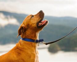 Choosing the Right Dog Trainer: Finding the Perfect Match for Your Pup