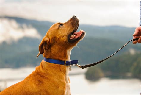 Choosing the Right Dog Trainer: Finding the Perfect Match for Your Pup