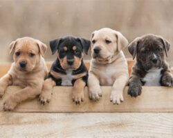 Choosing the Right Dog Breed for Your Lifestyle: Things to Consider