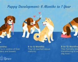 From Puppyhood to Adulthood: Navigating the Stages of Dog Ownership