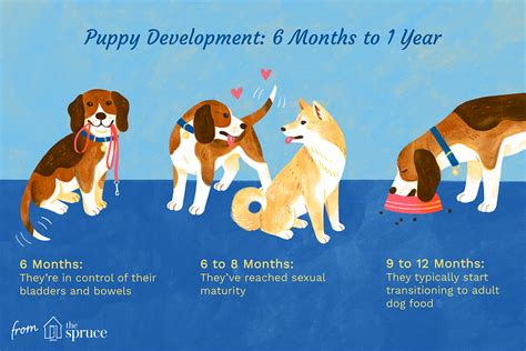 From Puppyhood to Adulthood: Navigating the Stages of Dog Ownership