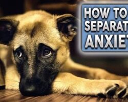 Preventing Separation Anxiety in Dogs: A Comprehensive Approach