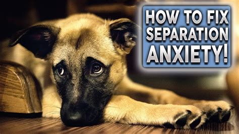 Preventing Separation Anxiety in Dogs: A Comprehensive Approach