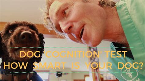 Canine Cognition: Understanding How Dogs Think and Learn