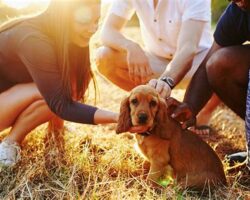 Socializing Your Dog: The Importance of Positive Social Interactions
