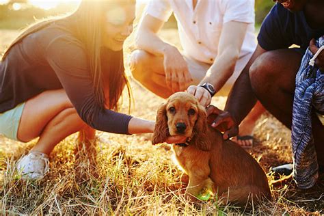 Socializing Your Dog: The Importance of Positive Social Interactions