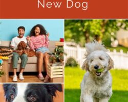 Puppy Love: Preparing Your Home and Family for Your New Arrival