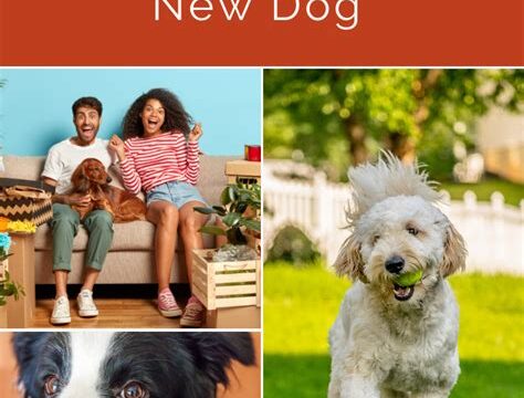 Puppy Love: Preparing Your Home and Family for Your New Arrival