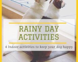 Indoor Activities for Dogs: Beating Boredom on Rainy Days