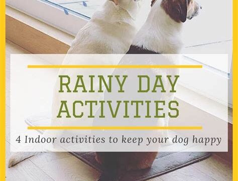 Indoor Activities for Dogs: Beating Boredom on Rainy Days