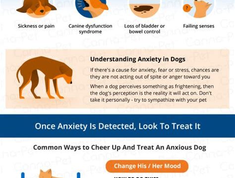 Managing Fear and Anxiety in Dogs: A Holistic Approach