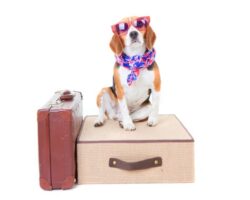 Traveling with Dogs: Tips for Stress-Free Trips with Your Furry Friend