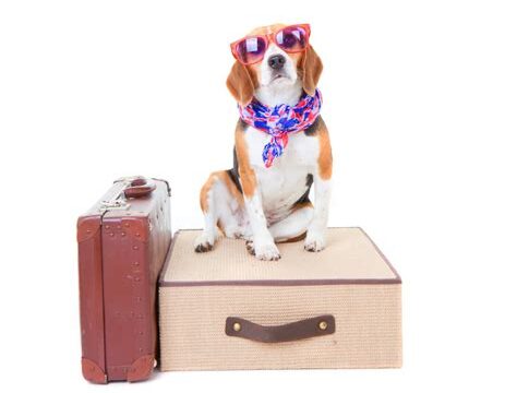 Traveling with Dogs: Tips for Stress-Free Trips with Your Furry Friend