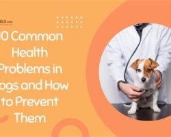 Common Health Issues in Different Dog Breeds and How to Prevent Them