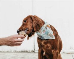 The Secret to a Happy and Healthy Dog: Nutrition Dos and Don’ts