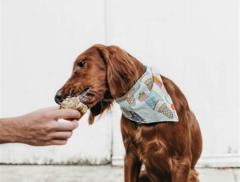 The Secret to a Happy and Healthy Dog: Nutrition Dos and Don’ts