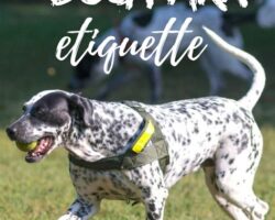 Dog Parks 101: Etiquette and Safety Tips for Off-Leash Adventures