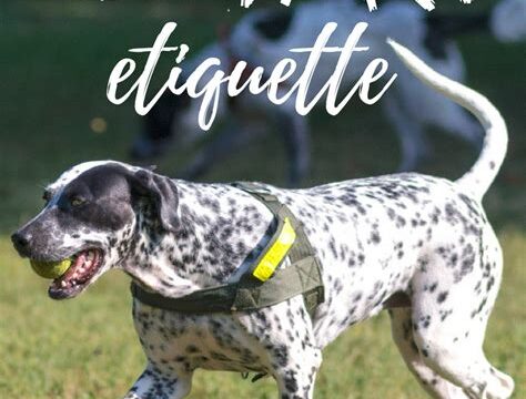Dog Parks 101: Etiquette and Safety Tips for Off-Leash Adventures