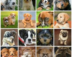 Top 7 Dog Breeds for Families with Children