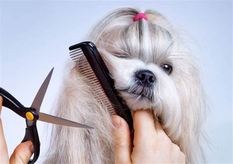 The Art of Dog Grooming: Tips and Tricks for a Well-Pampered Pup