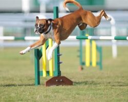 Exploring the World of Dog Sports: Agility, Obedience, and more!