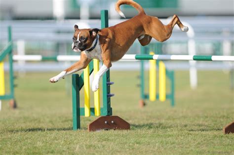 Exploring the World of Dog Sports: Agility, Obedience, and more!