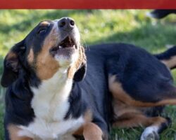 Uncovering Canine Communication: Decoding Barks, Whines, and Growls