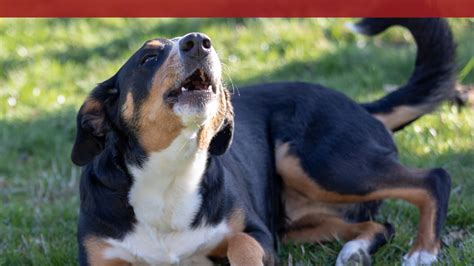 Uncovering Canine Communication: Decoding Barks, Whines, and Growls