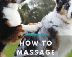 The Magic of Canine Massage: Relieving Stress and Promoting Relaxation