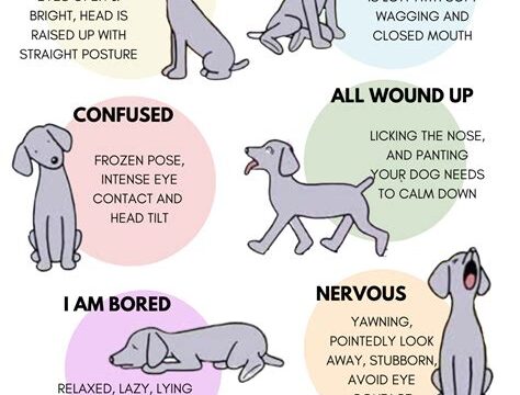 Understanding Your Dog’s Body Language: A Guide for Pet Owners