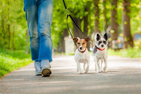 The Benefits of Professional Dog Walking Services for Busy Pet Owners