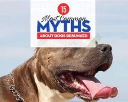 Breaking Down Myths: Debunking Common Misconceptions about Dogs