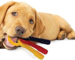 10 Best Dog Toys for Chewers: Keeping Your Pup Busy and Happy