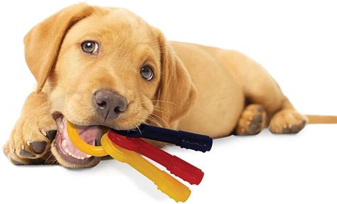 10 Best Dog Toys for Chewers: Keeping Your Pup Busy and Happy