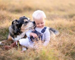 5 Best Family Dogs That are Great with Kids