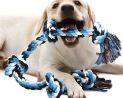 5 Fun and Safe Dog Toys for Large Breeds: Keeping Your Big Dog Happy