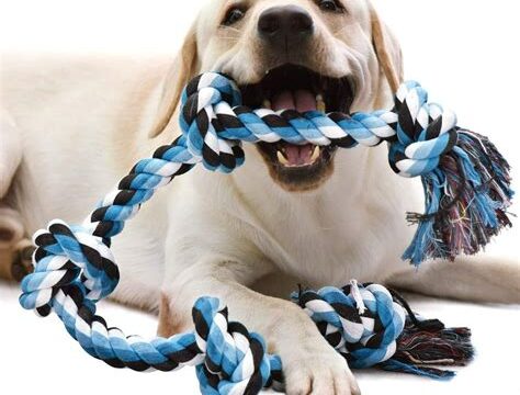 5 Fun and Safe Dog Toys for Large Breeds: Keeping Your Big Dog Happy