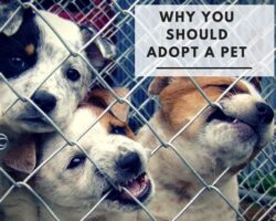 5 Important Reasons to Consider Adopting a Dog from a Shelter