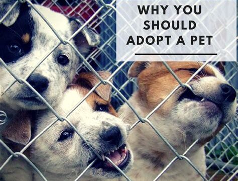 5 Important Reasons to Consider Adopting a Dog from a Shelter