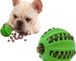8 Interactive Dog Toys for Mental Stimulation and Entertainment